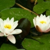 Nénuphars (2)